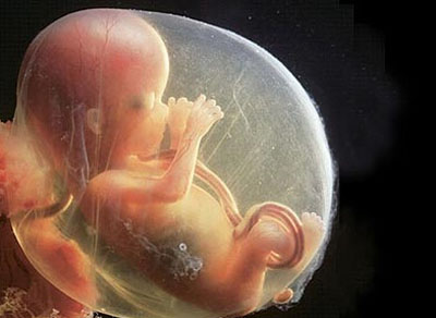胎儿发育过程图片 胎儿发育全过程高清图文详解(2)