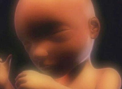 胎儿发育过程图片 胎儿发育全过程高清图文详解(4)