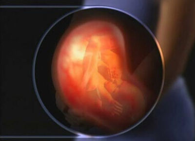 胎儿发育过程图片 胎儿发育全过程高清图文详解(4)