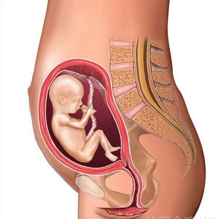 专家介绍怀孕五个月胎儿图 胎儿心跳活跃可自由(3)