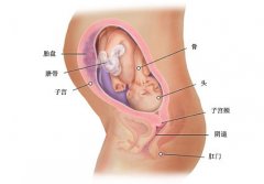 怀孕后期29-42周孕期检查